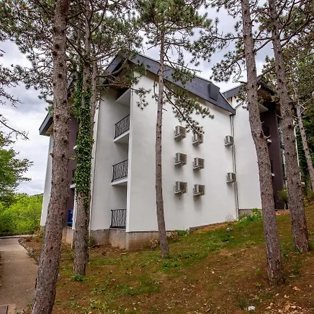 Omorika ツリクヴェニツァ